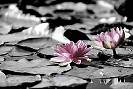 Nénuphar
